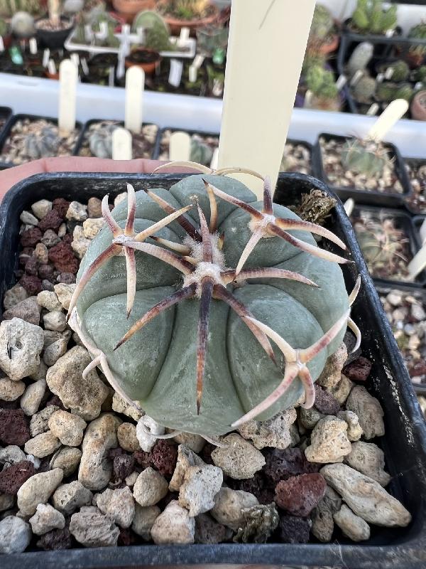 Echinocactus_horizonthalonius_KMR_189_La_Cardona_SLP.jpeg